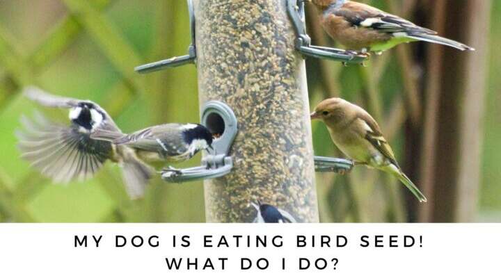 Can Bird Seed Kill a Dog