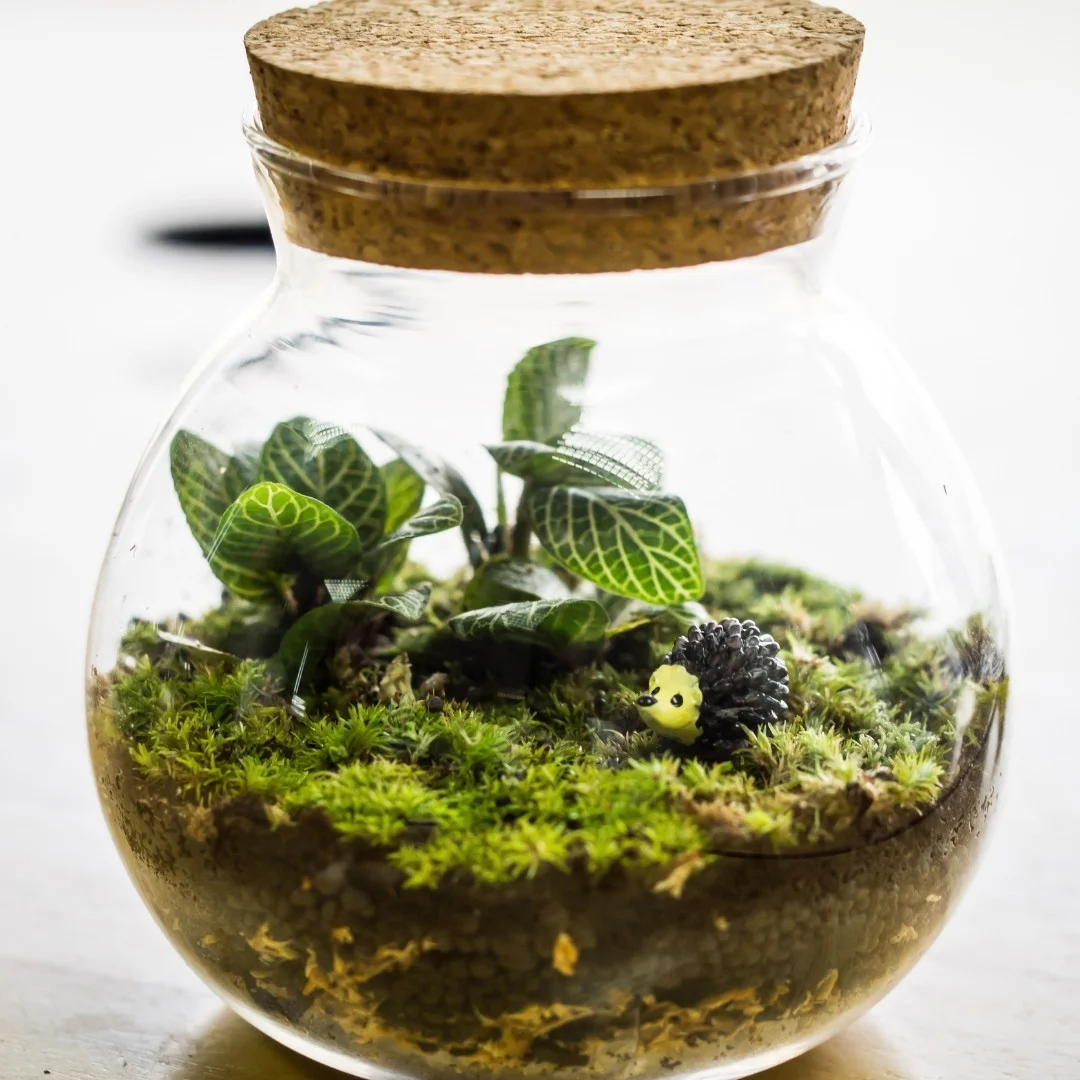 A closed terrarium showcasing lush plants and moss