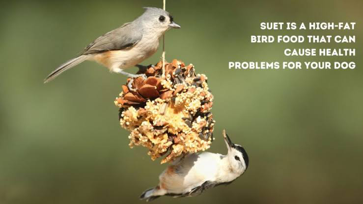 Common Problems with Birdseed Consumption