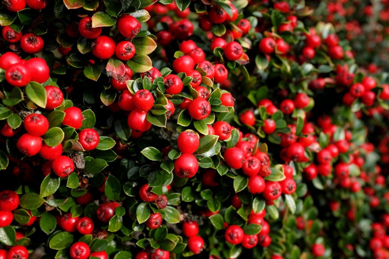 Cotoneaster Berry Plant