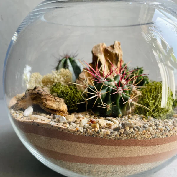 A desert terrarium showcasing cactus plants in a glass bowl filled with sand.