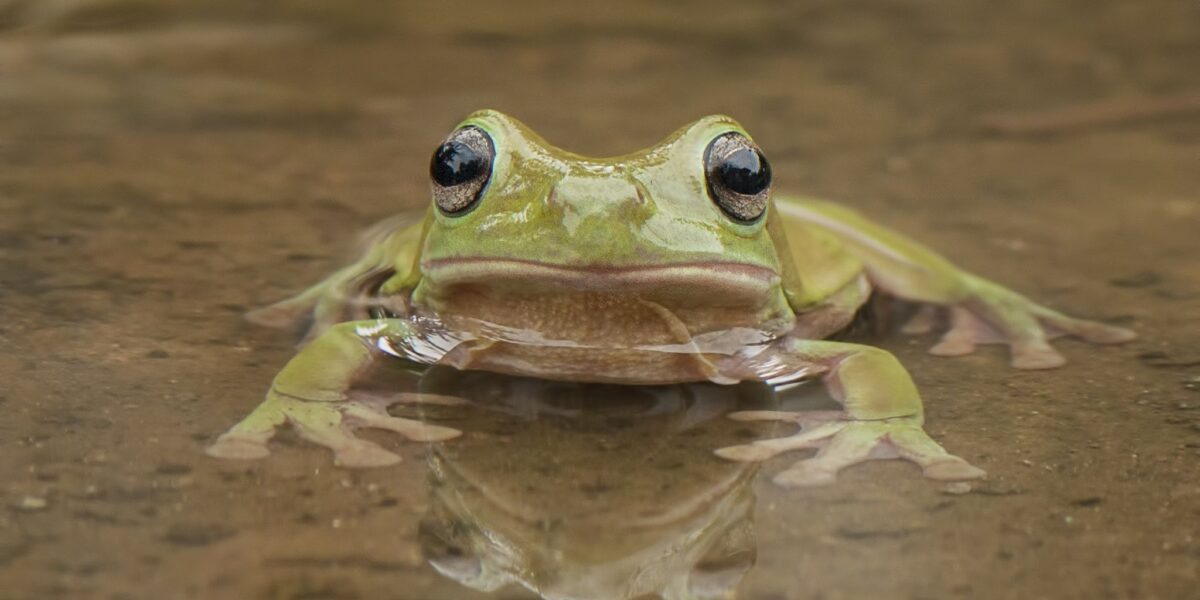 Do Tree Frogs Need Water to Swim In? Organize With Sandy
