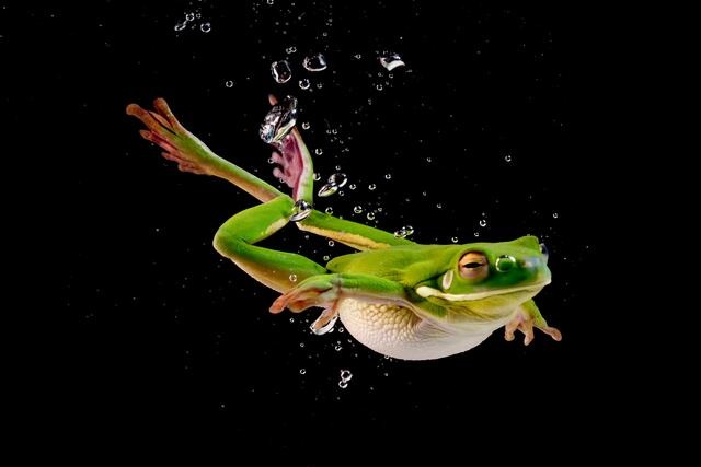 Do Tree Frogs Need Water to Swim_