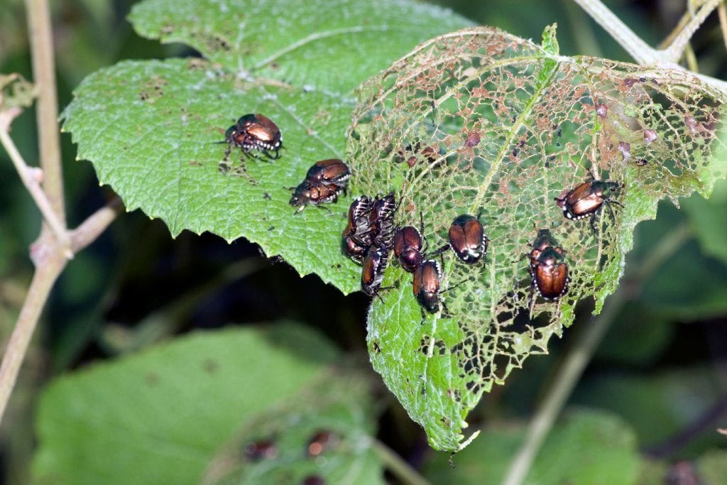 Identify the Pests and the Affected Areas