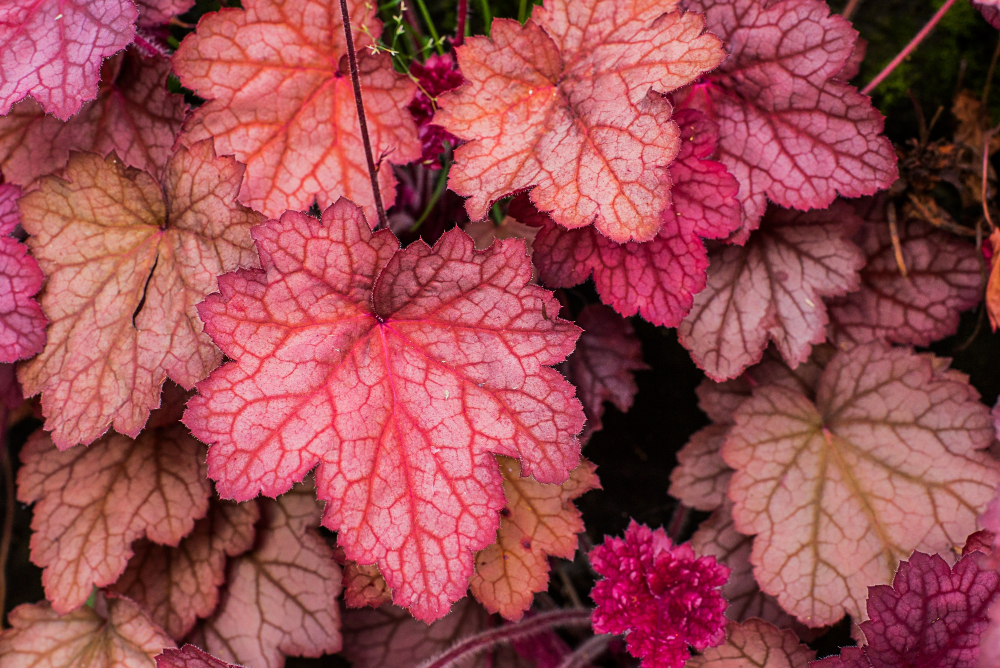 Enhancing Your Palo Alto Landscape: A Palette of Plants for Fall Beauty