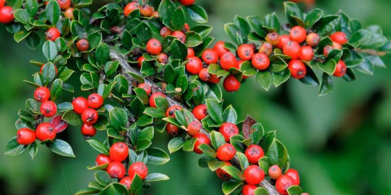 What Does Cotoneaster Look Like?