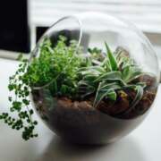 A glass bowl filled with plants on a desk.