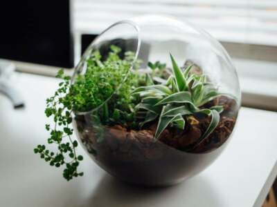 A glass bowl filled with plants on a desk.