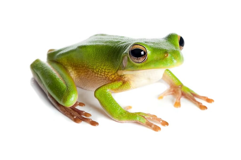 How Physical Forms Determine Swimming Among Frogs_