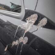 How to Remove Bird Poop from Car without Damaging Paint
