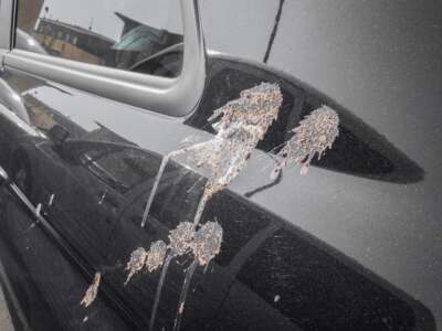 How to Remove Bird Poop from Car without Damaging Paint