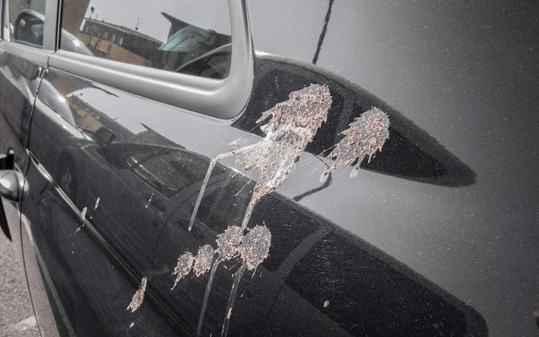 how-to-remove-bird-poop-from-car-without-damaging-paint-organize-with