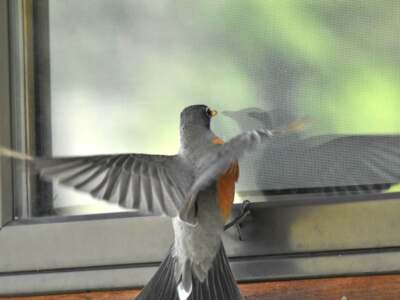 How to Stop Bird Pecking at Window