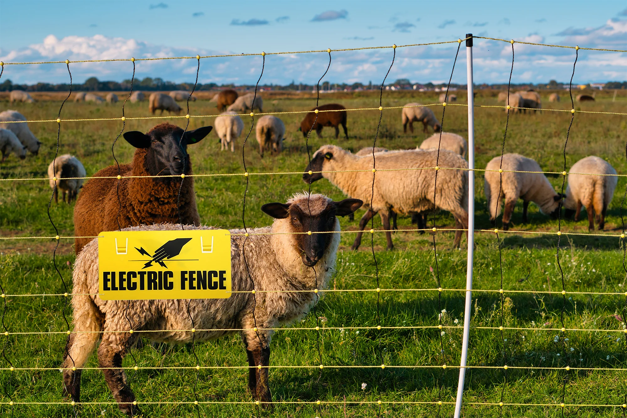 Insights on Electric Fencing in Agriculture