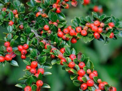 Cotoneaster Plant