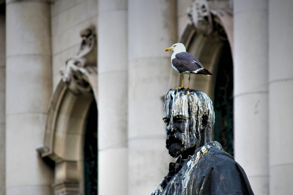 is-it-good-luck-to-get-pooped-on-by-a-bird-organize-with-sandy