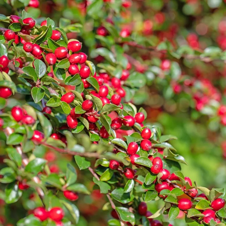 A bush with red berries and green leaves,