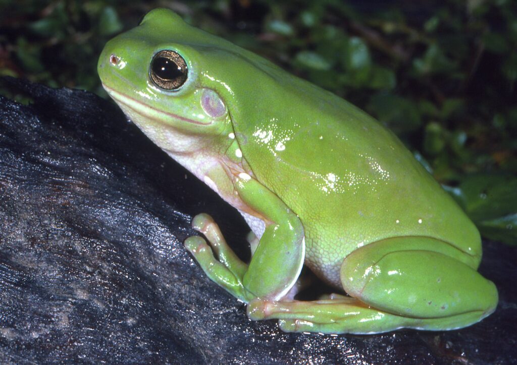 Overview of Tree Frogs