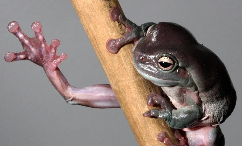 Physical Characteristics of The Dumpy Tree Frogs