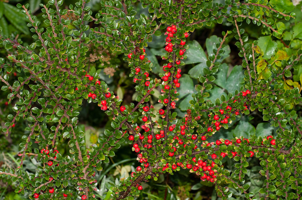 Pyrenees Cotoneaster
