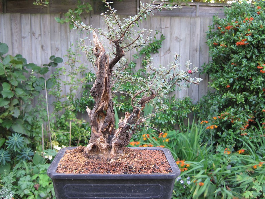 Shaping Your Cotoneaster Branches