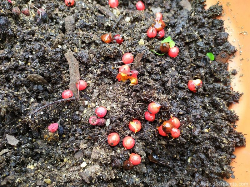 Sowing Cotoneaster Berries