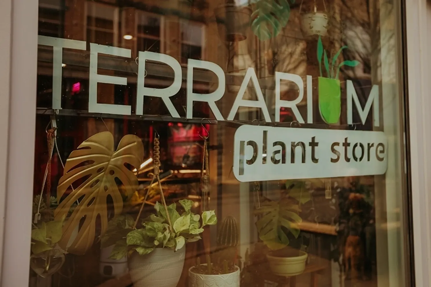 Special Terrarium Plant shops