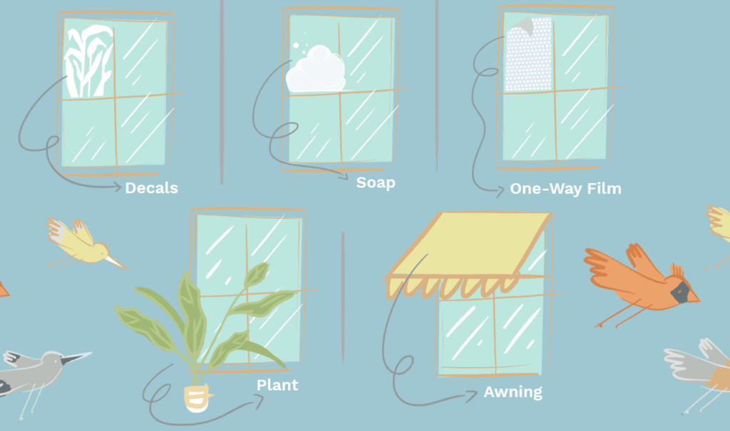 Why Does a Bird Peck at My Window Every Morning Organize With Sandy