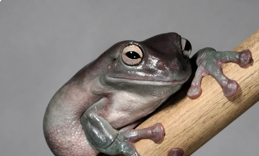 The Fascinating Dumpy Tree Frogs