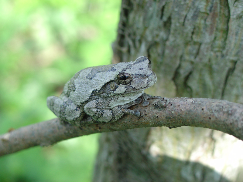 The Species of the Gray Tree Frog