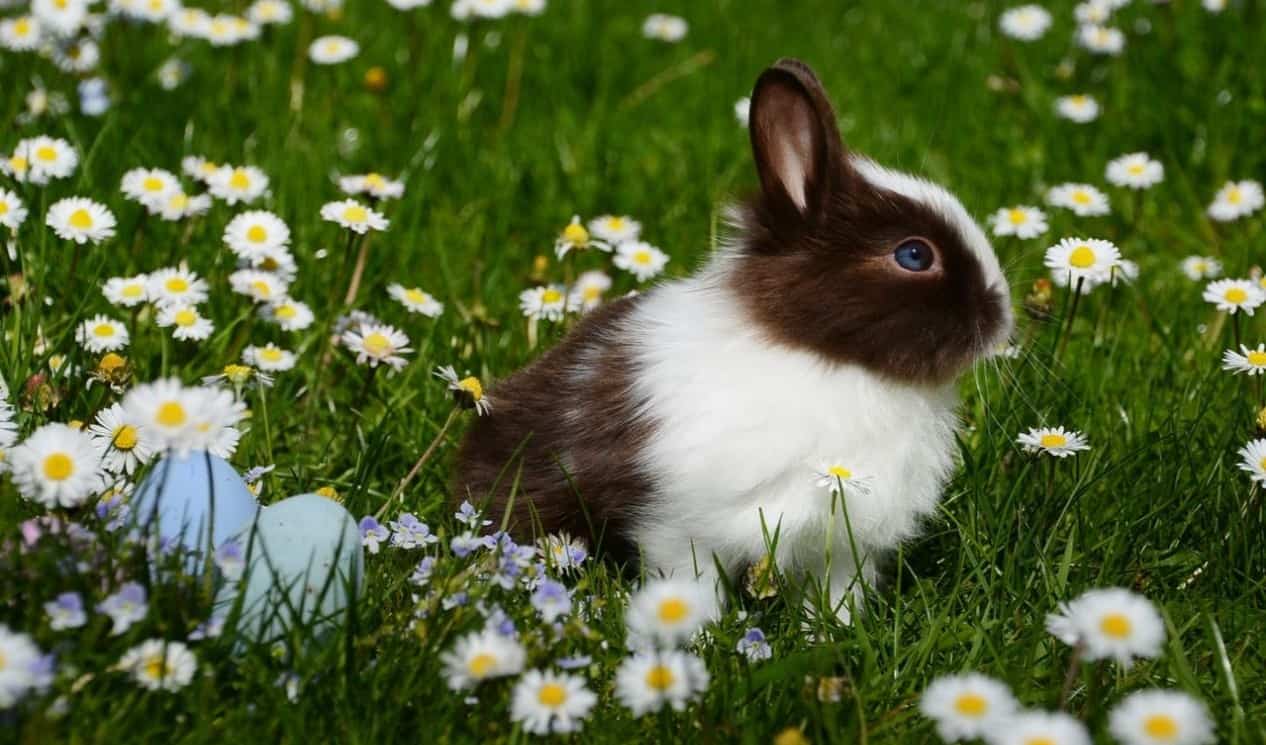 A brown and white rabbit enjoying a field of daisies