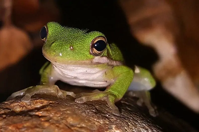 Ways to Attract Tree Frogs