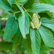 What Attracts Tree Frogs?