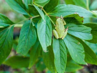 What Attracts Tree Frogs?