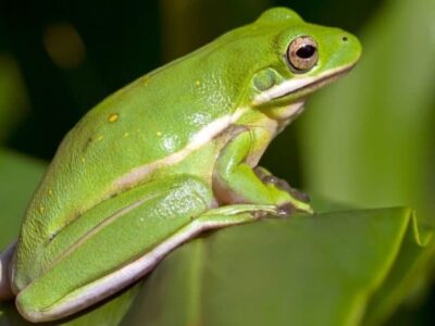 What Do Tree Frogs Eat