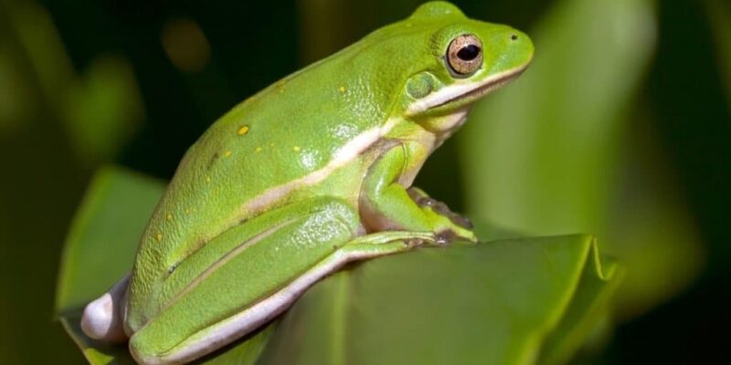 What Do Tree Frogs Eat
