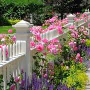 A front garden fence adorned with pink roses and lavender, enhancing the charm of a white picket fence