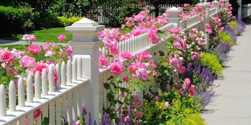 A front garden fence adorned with pink roses and lavender, enhancing the charm of a white picket fence