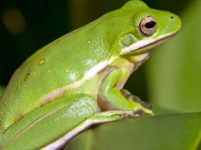 What Is the Natural Enemy of The Tree Frog?
