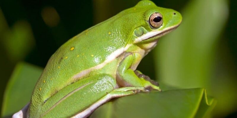 What Is the Natural Enemy of The Tree Frog?