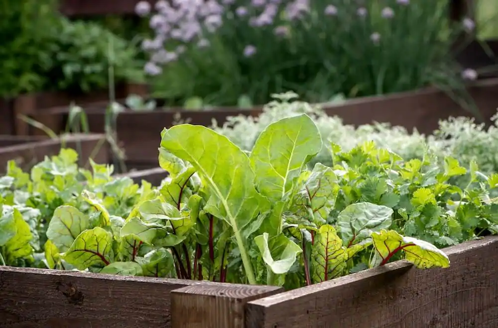 What Size Planter Box for Leafy Vegetables? .jpg
