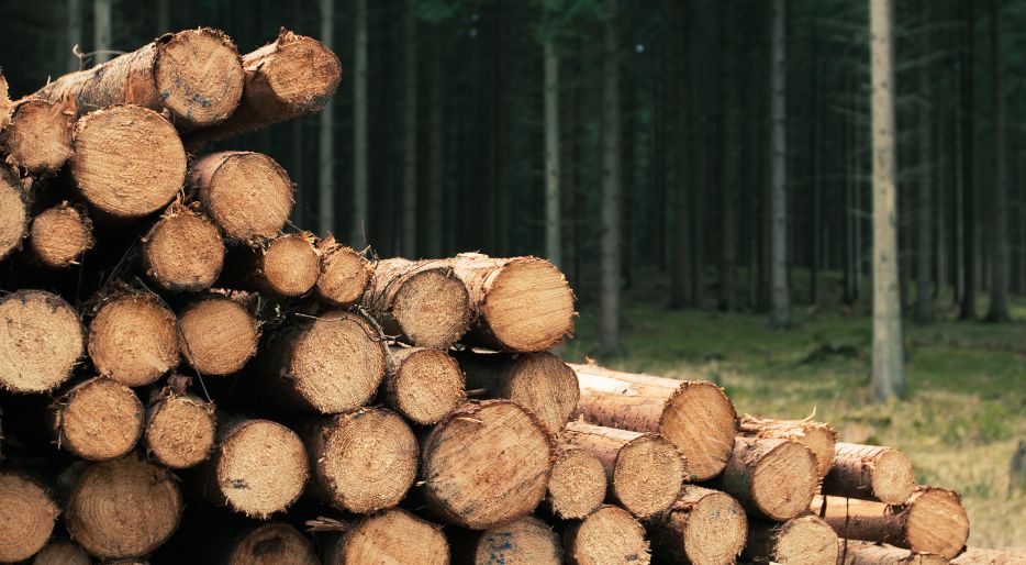 What is Seasoned Firewood?