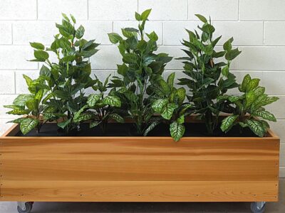 What to Plant in Planter Boxes