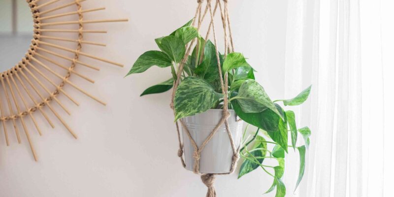 What to Put in Hanging Planters Besides Plants