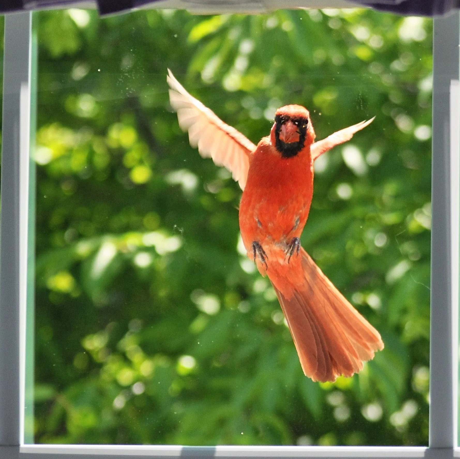 Why Do Birds Peck at Windows?