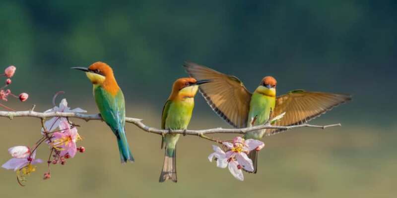 three birds on a branch of tree