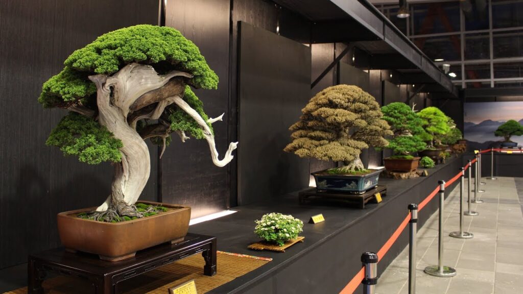 Bonsai Shows and Exhibitions