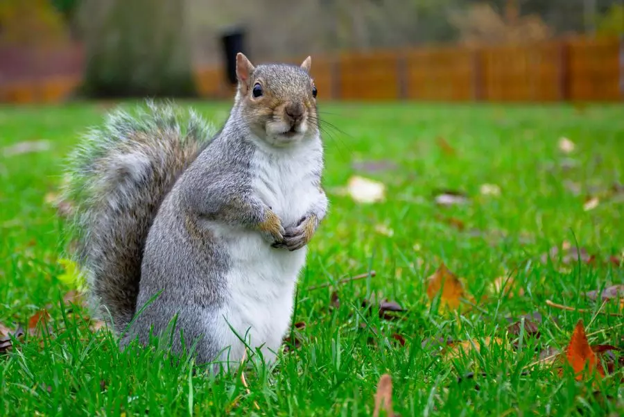 Different Role of Squirrels in Nature