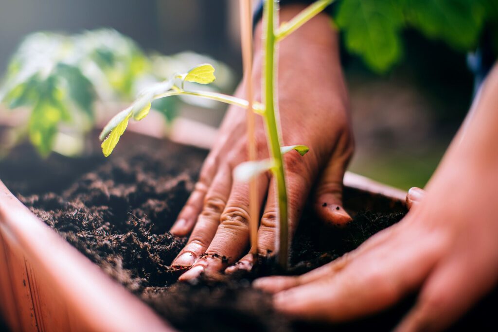 A person carefully plants a seedling in a pot, ensuring its proper growth and development.