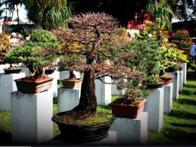 How Many Types of Bonsai Trees Are There